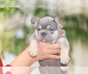 French Bulldog Puppy for sale in AUSTIN, TX, USA