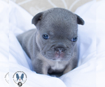 Small Photo #1 French Bulldog Puppy For Sale in MARIETTA, GA, USA