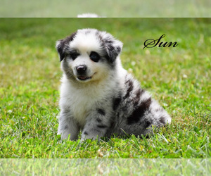 Australian Shepherd Puppy for sale in EASTON, MO, USA