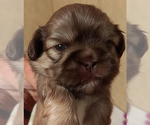 Puppy Danny Shih Tzu
