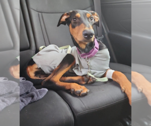 Penny - Female Doberman Pinscher Dog for Adoption - Photo #7