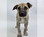 Small #5 American Staffordshire Terrier-Labrador Retriever Mix