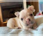 Small Photo #1 French Bulldog Puppy For Sale in BOSTON, MA, USA