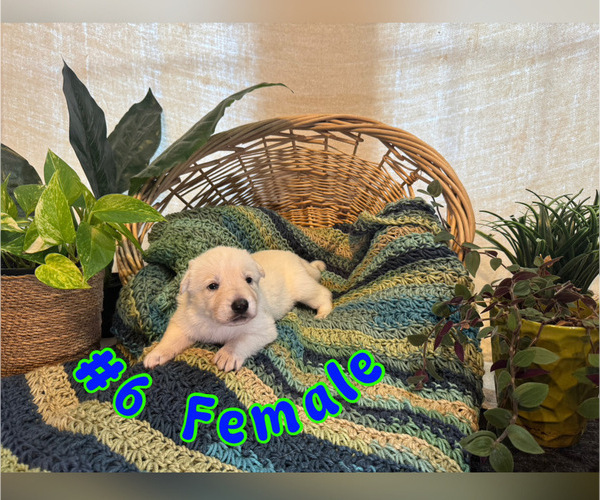 Medium Photo #7 German Shepherd Dog Puppy For Sale in BRUNSWICK, GA, USA