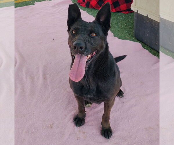 Medium Photo #4 Labrador Retriever Puppy For Sale in Apple Valley, CA, USA