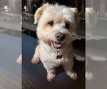 Small #1 Maltese Mix