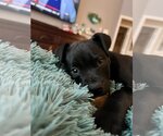 Small Photo #1 Labrador Retriever-Unknown Mix Puppy For Sale in Katy, TX, USA