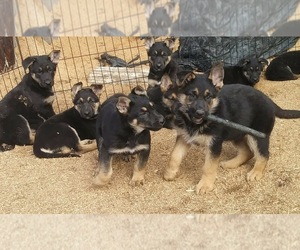 German Shepherd Dog Puppy for sale in SPOTSYLVANIA, VA, USA