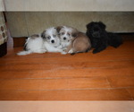 Small Photo #14 Pom-Shi Puppy For Sale in DINWIDDIE, VA, USA