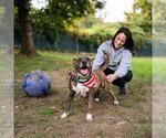 Small #8 American Staffordshire Terrier-Boxer Mix