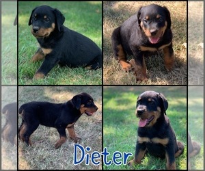 Rottweiler Puppy for sale in VIAN, OK, USA