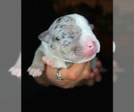 Small Photo #5 American Bully Puppy For Sale in PALMDALE, CA, USA