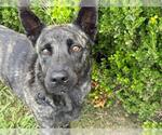 Small #1 Mutt