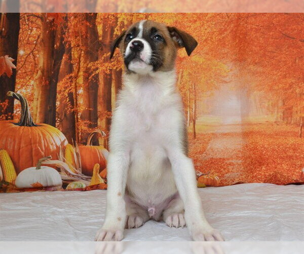 Medium Photo #1 German Shepherd Dog-Unknown Mix Puppy For Sale in Oroville, CA, USA