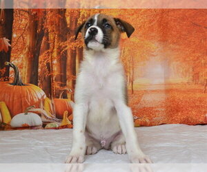 German Shepherd Dog-Unknown Mix Dogs for adoption in Oroville, CA, USA