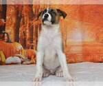 WALLY - Male German Shepherd Dog-Unknown Mix Dog for Adoption - Small photo