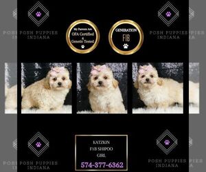 ShihPoo Puppy for sale in WARSAW, IN, USA