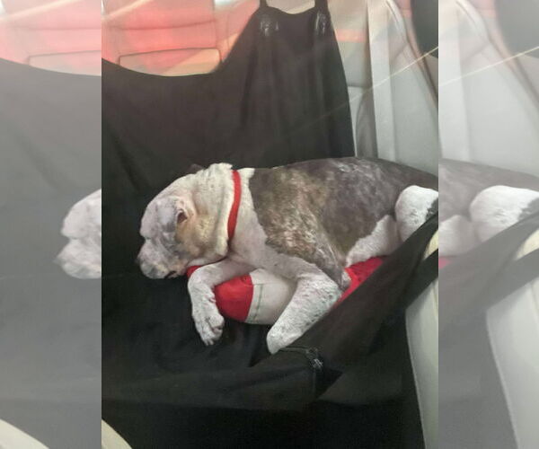 Medium Photo #5 Staffordshire Bull Terrier-Unknown Mix Puppy For Sale in The Woodlands, TX, USA