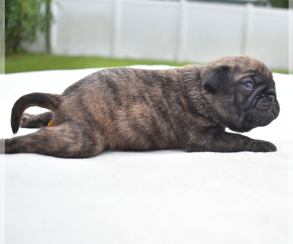 Medium Photo #8 Pug Puppy For Sale in PALM COAST, FL, USA