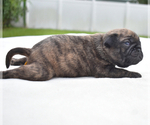 Small #7 Pug