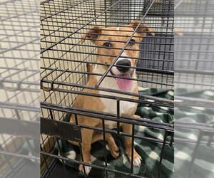 German Shepherd Dog-Unknown Mix Dogs for adoption in Texas City, TX, USA
