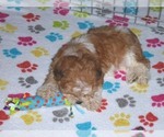 Small Photo #15 ShihPoo Puppy For Sale in ORO VALLEY, AZ, USA