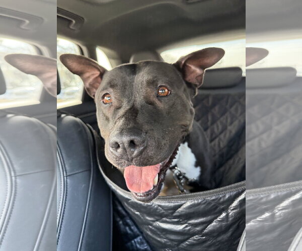 Medium Photo #1 American Pit Bull Terrier-Unknown Mix Puppy For Sale in Fallbrook, CA, USA