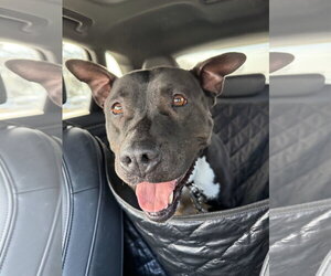 American Pit Bull Terrier-Unknown Mix Dogs for adoption in Fallbrook, CA, USA