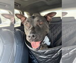 Milo - Male American Pit Bull Terrier-Unknown Mix Dog for Adoption - Small photo