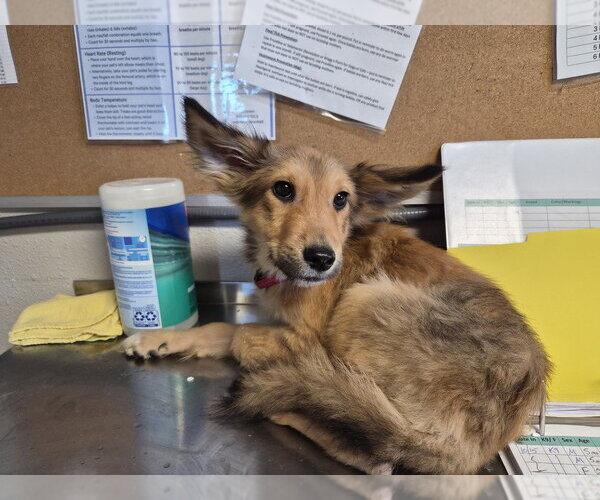 Medium Photo #1 Chihuahua-German Shepherd Dog Mix Puppy For Sale in Bolivar, MO, USA