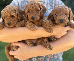 Goldendoodle (Miniature) Puppy for sale in ROSEVILLE, CA, USA