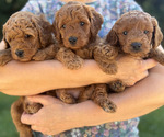 Small Goldendoodle (Miniature)
