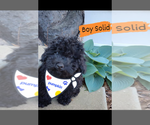 Puppy AKC Toy Poodle Poodle (Toy)