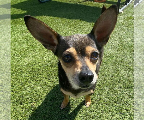 Medium Photo #2 Chihuahua-Unknown Mix Puppy For Sale in La Verne, CA, USA