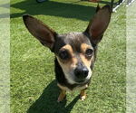 Small #1 Chihuahua Mix