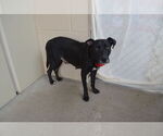 Small Labrador Retriever Mix