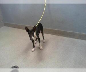 Bull Terrier-Unknown Mix Dogs for adoption in Las Vegas, NV, USA