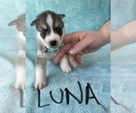 Small Photo #3 Siberian Husky Puppy For Sale in POQUOSON, VA, USA
