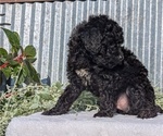 Small #5 Poodle (Toy)