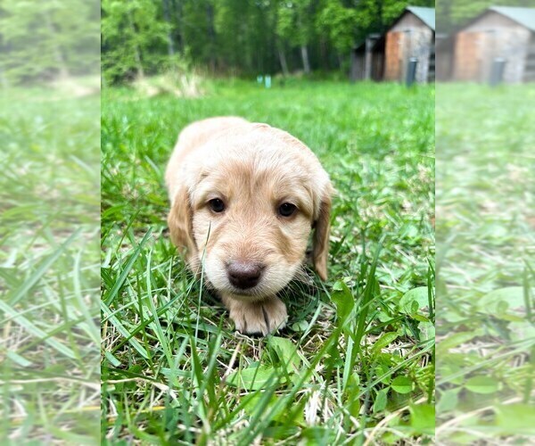 Medium Photo #16 Double Doodle Puppy For Sale in PALMER, AK, USA