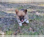 Small #4 Pembroke Welsh Corgi