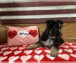 Small Photo #5 German Shepherd Dog Puppy For Sale in AUSTIN, IN, USA