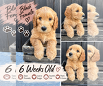 Puppy Black Double Doodle