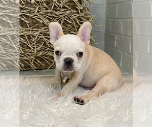 French Bulldog Dog for Adoption in MBORO, Tennessee USA