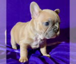 Small Photo #10 French Bulldog Puppy For Sale in WEXFORD, PA, USA