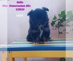 Puppy Bella Pomeranian
