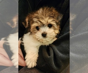 Biewer Terrier-Maltese Mix Puppy for sale in CLACKAMAS, OR, USA