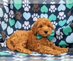 Small Photo #5 Poodle (Miniature) Puppy For Sale in NOTTINGHAM, PA, USA