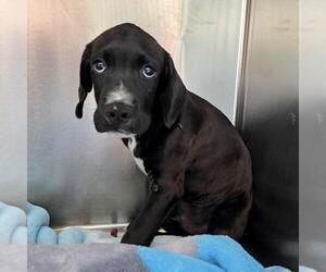 Clark Kent - Male Labrador Retriever-Unknown Mix Dog for Adoption - Photo #2