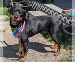 Small #2 Rottweiler